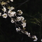 桜2020-4
