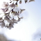 桜2020-5