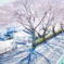 桜並木
