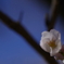 桜2020-6