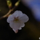 桜2020-7