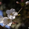 桜2020-8