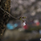 桜2020-9