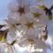 桜2020-10