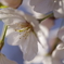 桜2020-11