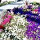 Flowers blooming there...  #4