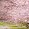 2020桜初撮り