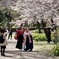 満開の桜の下の卒業