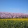 青空・桜・菜の花