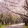 桜咲く道