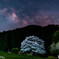 竹原淡墨桜の星空