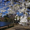 大島桜_新宿御苑