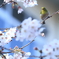 桜×メジロ
