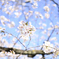靖国周辺桜②