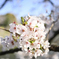 靖国周辺桜③