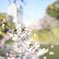 靖国周辺桜④