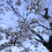 靖国周辺桜⑤