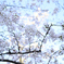 靖国周辺桜⑦