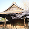 靖国周辺桜⑩