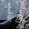 枝垂れ桜