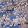 桜満開！