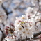 20200326柏の桜③