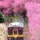 花桃に見送られながら