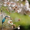 桜カワセミ　連休最終日