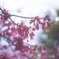 寒緋桜キラキラ
