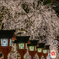 夜の平野神社1
