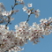 ＳＡＫＵＲＡ