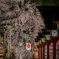 夜の平野神社2