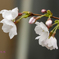 _MG_434320200327