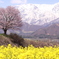 一本桜