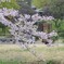 庭園の春