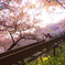 桜街道