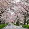 近所の桜通り