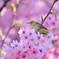 お花見