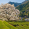 竹原の淡墨桜