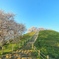 古墳公園の桜