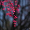 春紅