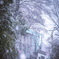 snowy cherrybrossom