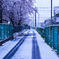 雪桜2