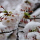 雪化粧した桜01
