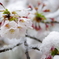 雪化粧した桜02