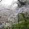 雪化粧した桜03
