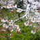 雪化粧した桜07