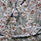 雪化粧した桜08