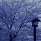 雪桜