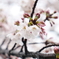 雪と桜１